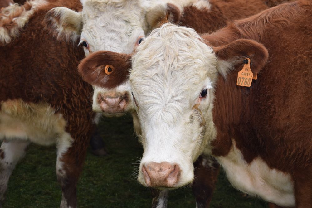 Mercado ganadero: concluye un año con varios registros óptimos para los productores y la industria.