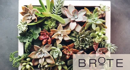 Cuadros vivos en Brote - 12/10