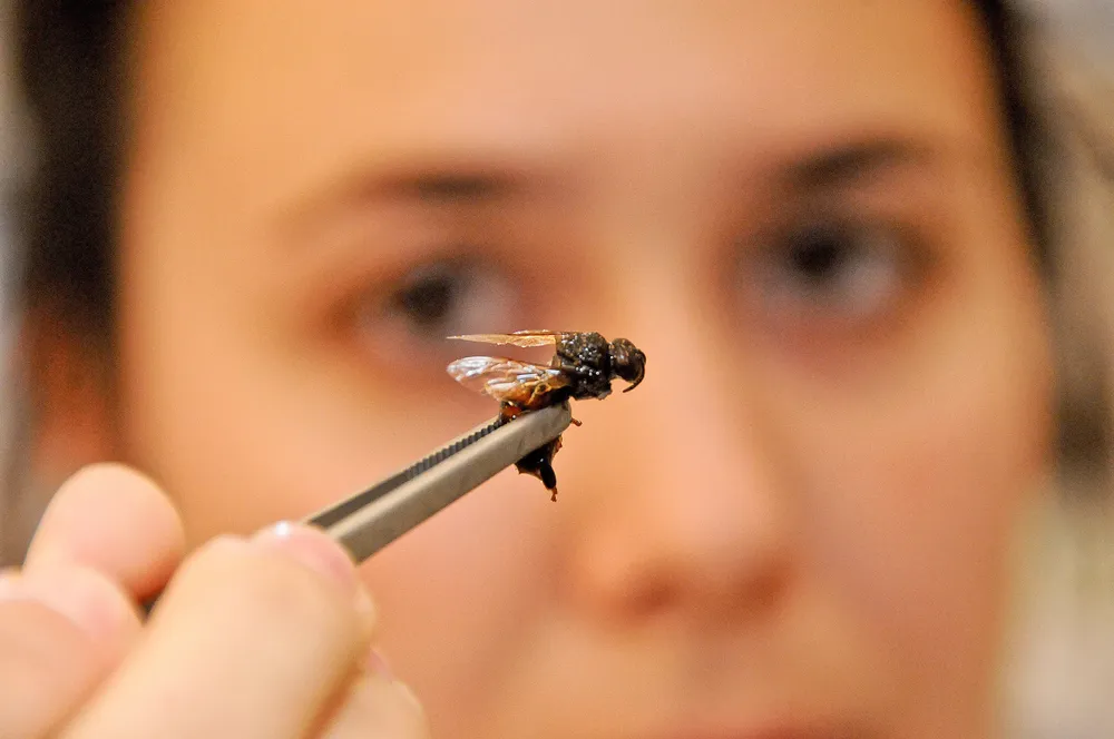 Desde el departamento de microbiología del IIBCE estudian los patógenos que infestcan a las abejas uruguayas