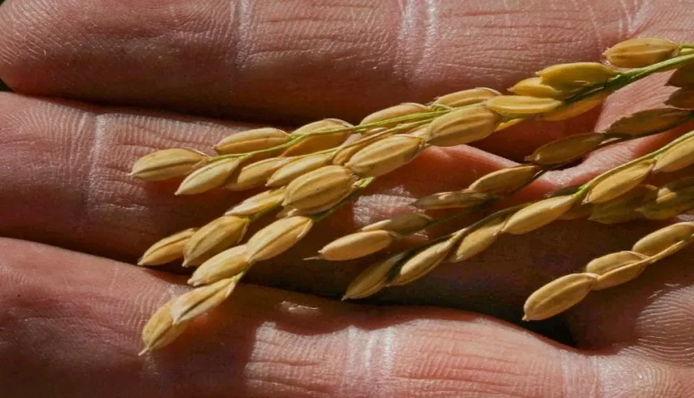 Uruguay exporta casi la totalidad del arroz que produce.