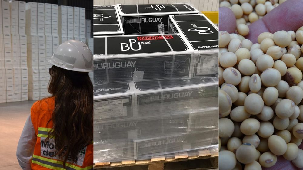 Exportación de bienes: celulosa, carne vacuna y soja en el podio, con base en lo sucedido en los 11 primeros meses de 2024.