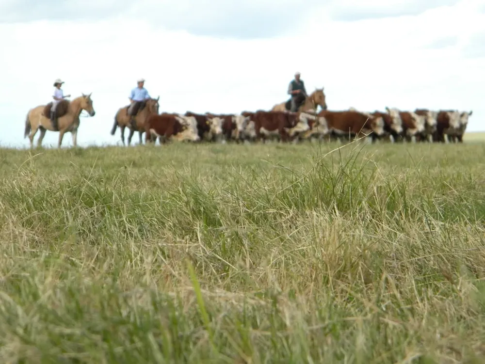 La buena disponibilidad de pasturas genera tranquilidad entre los productores