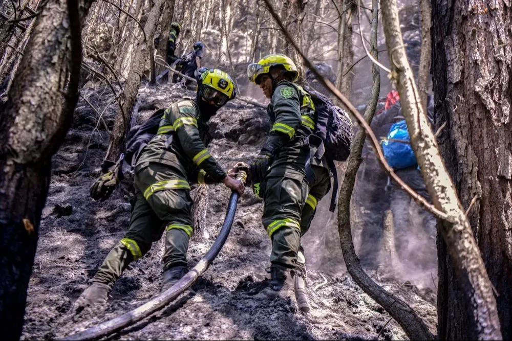 Cuando ocurre un incendio, estas especies se ven beneficiadas en su reproducción y empiezan a tomar áreas más grandes desplazando a la vegetación nativa.