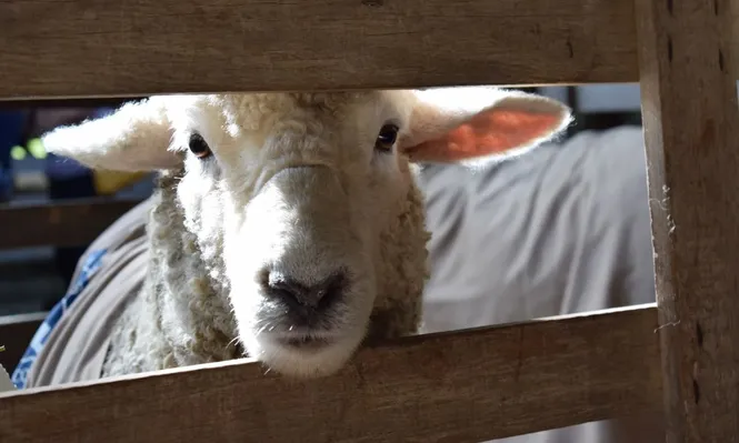 Éstos fueron los Grandes Campeones de Expo Durazno