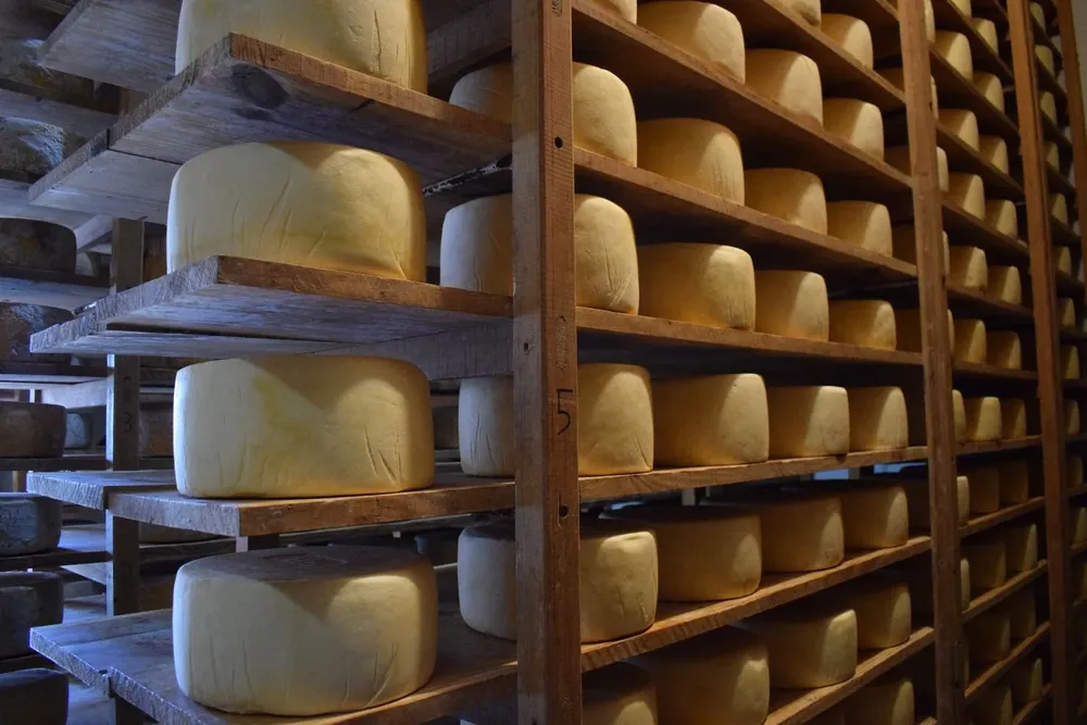 Producción de quesos en un establecimiento en Colonia.