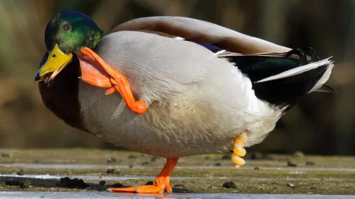 Debe ser un órgano de intimidad, no de intimidación”: la bióloga que  estudió los penes de animales para obtener lecciones para los humanos