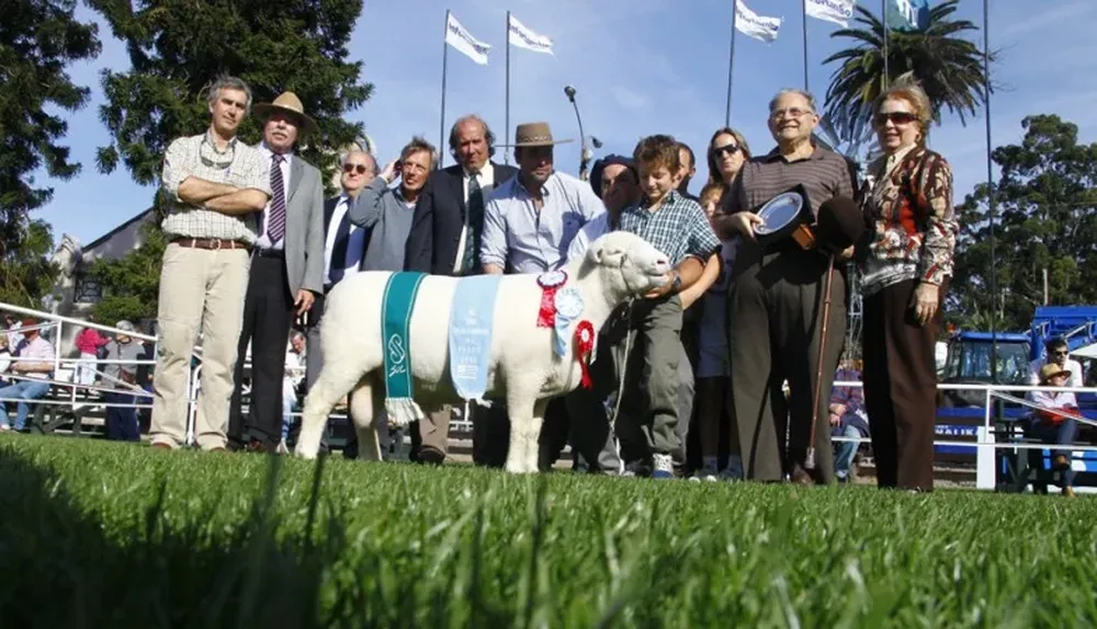 El Gran Campeón Poll Dorset de Adolfo Ossi Garibaldi