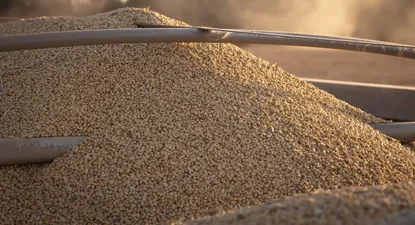 Cosecha de soja, más atrasada que nunca en Uruguay.