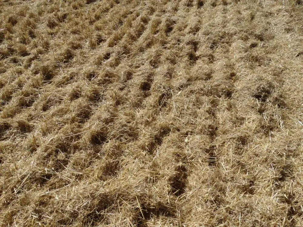El adecuado cuidado del recurso suelo es una prioridad para el MGAP.