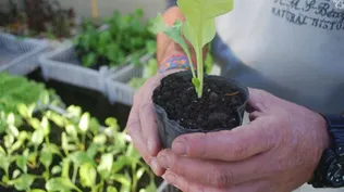 Expertos recomendaron plantar hortalizas de hoja en verano.