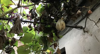 El Observador | IMG_2539.JPG