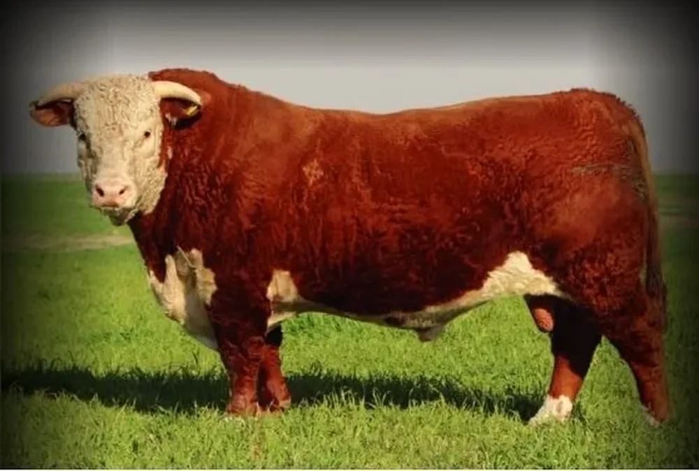 Valdez y Cía rematará destacados ejemplares de La Elisa.