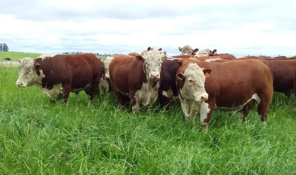 Se ofrecerán 50 toros de “dos cabañas y un mismo origen”