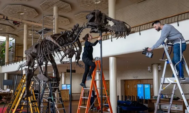 Esqueleto tiranosaurio rex