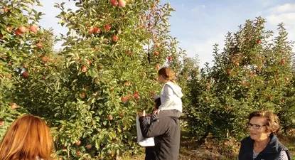 El Observador | Autocosecha de manzana en La Macarena