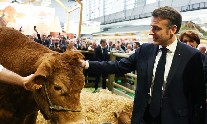 Emmanuel Macron, presidente de Francia, acaricia la raza de vaca Limousin Oupette, la musa de la feria agrícola de 2025 junto al agricultor francés Alexandre Humeau, durante el día de inauguración por parte del presidente de Francia de la 61ª Feria Agrícola Internacional (Salon de lAgriculture) en el centro de exposiciones Porte de Versailles en París, el 22 de febrero de 2025.