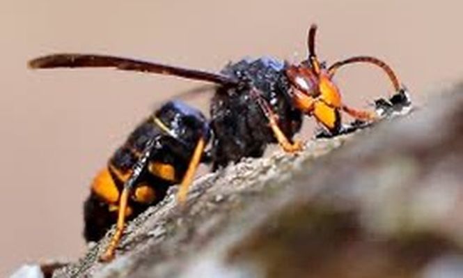 Una Vespa Velutina, comunmente conocida como avispa asiática. EFE