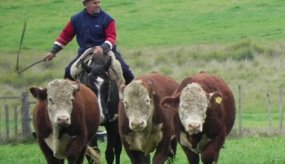Hay buenas expectativas de cara al inicio de la zafra de toros