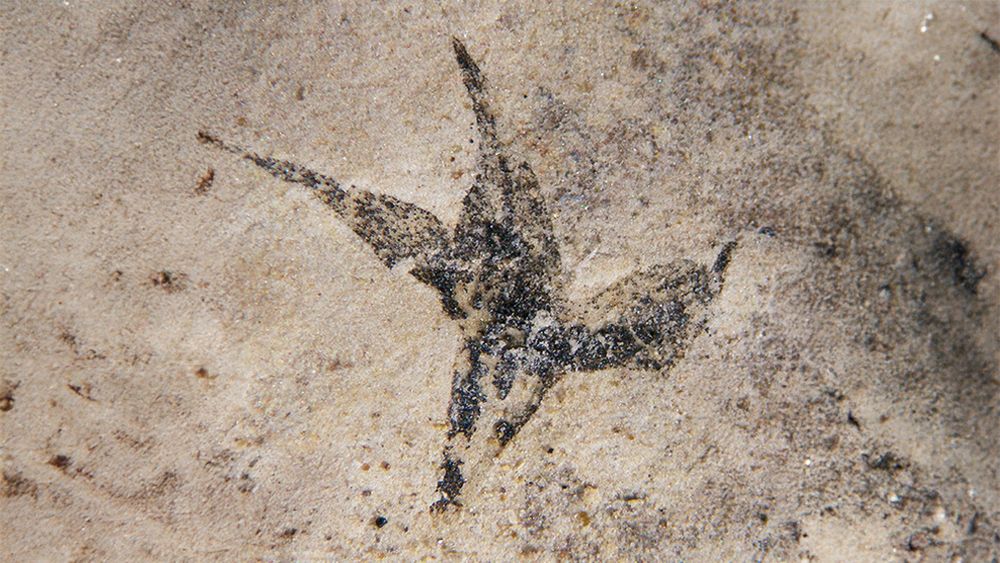 Los restos datan del Cretácico Temprano y fueron encontrados en la provincia argentina de San Luis.