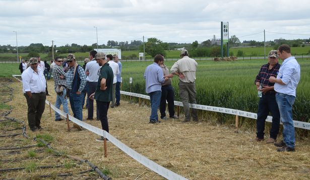 Cultivos de invierno: recorrida, durante la ADP Zone 2024, por ensayos con trigo; también se observaron maíces recién instalados, con riego, y producción de arveja.