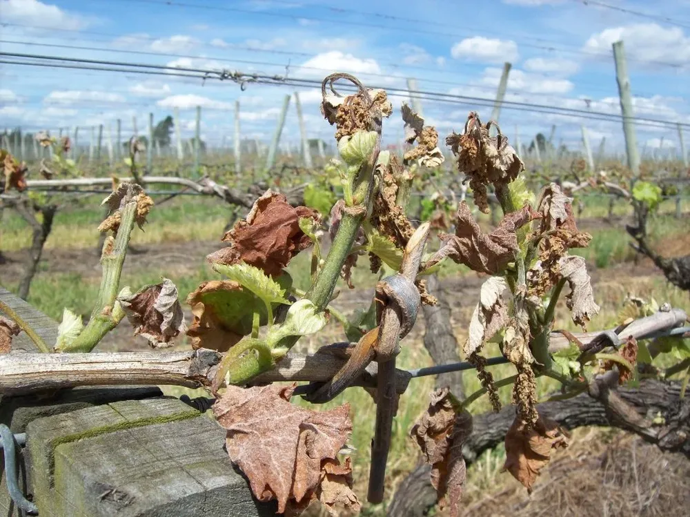 Plantaciones vitícolas fueron afectadas