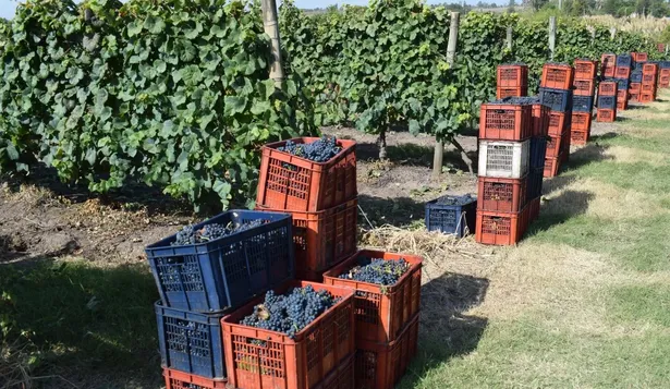 Vendimia en Uruguay.