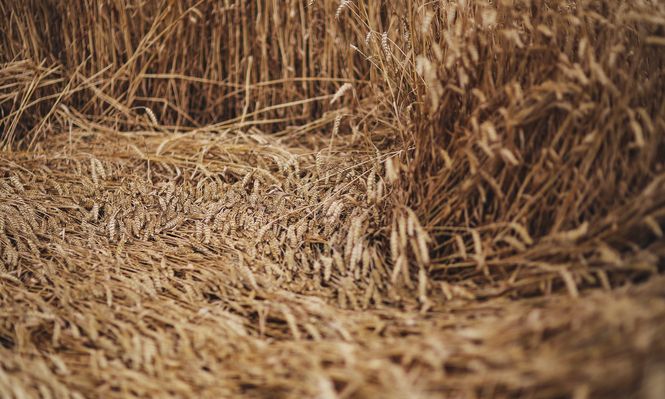 Trigo: cultivo clave en Eurasia y especialmente en Rusia.