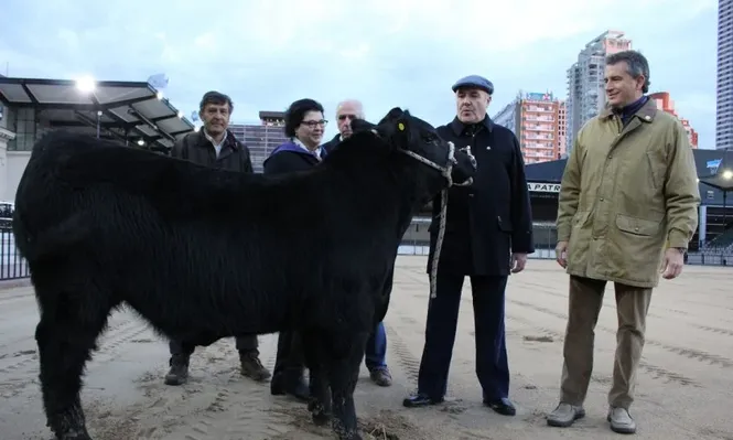 El primer ternero ingresado a Palermo junto a las autoridades de la exoposición argentina