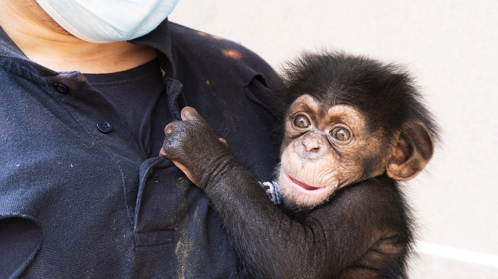 Ekon, el pequeño chimpancé que se suma a la familia del Bioparc.