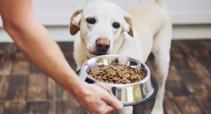 Alerta mascotas: prohíben esta marca de comida para perros por peligrosas
