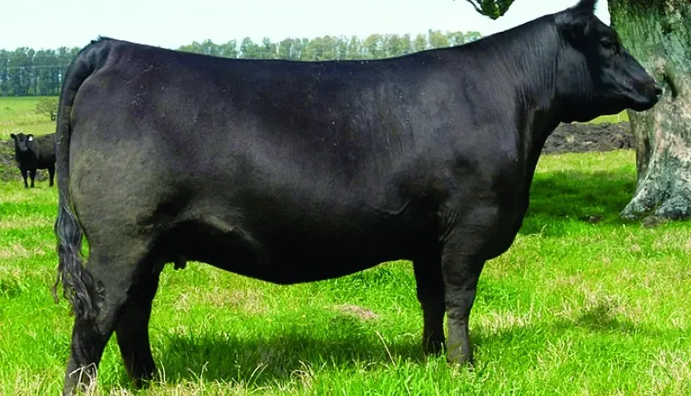 Bamba, Gran Campeona de la Expo Prado 2014, cuyo 50% fue vendido a La Paraguaya en el remate del hotel Conrad