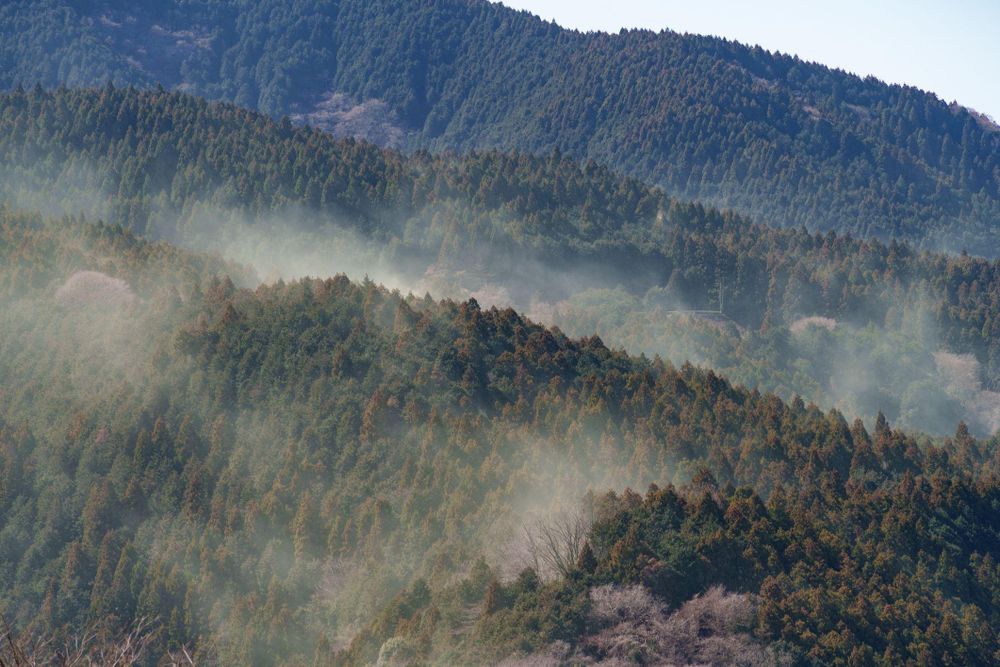 Cada primavera, los bosques japoneses se cubren con una nube que recuerda a las provocadas por los incendios, pero no es fuego: es polen.