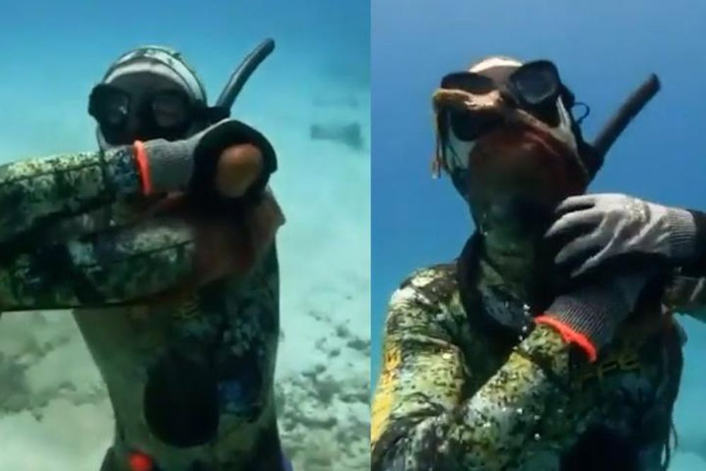 El momento en el que el buzo, sorprendido, es tomado por el pulpo en el fondo del mar.&nbsp;