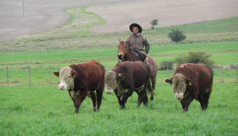 En la zafra 2013 se preveía una caída de 15% en el precio de los toros pero la baja fue de apenas 3,1%