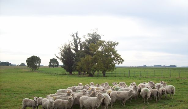 Lluvias: si se producen en forma excesiva, los productores de ovinos deben tener en cuenta las recomendaciones del SUL.