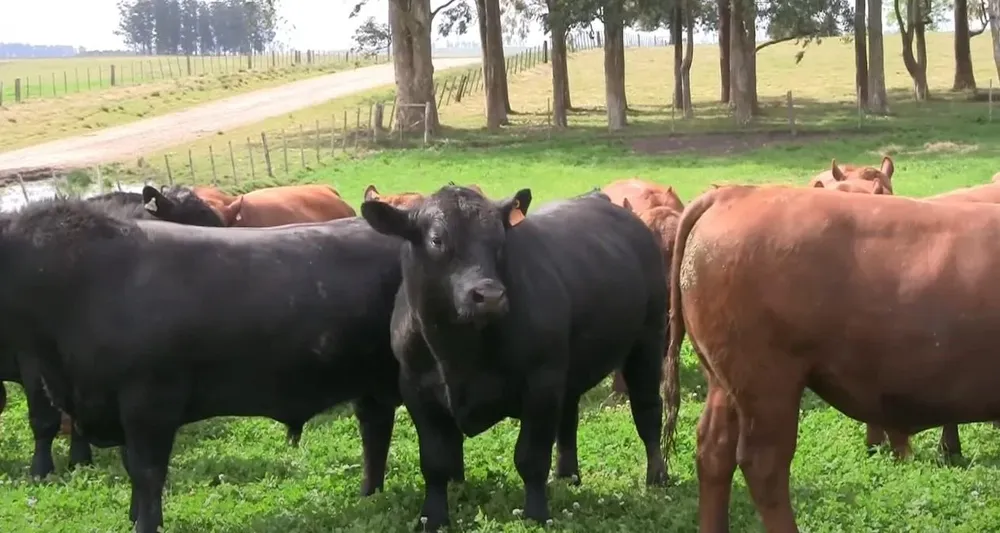 El remate se hará este martes en el local Conventos, en Melo.