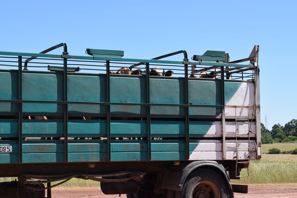 Gremiales del agro denunciaron perjuicios por ganados que se devuelven a los campos por paros sorpresivos en frigoríficos.
