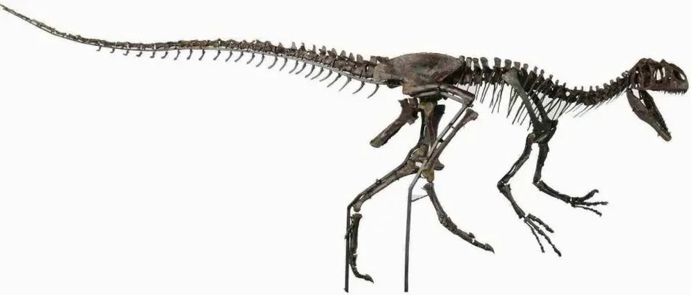 El esqueleto podría alcanzar hasta los 8 metros de largo