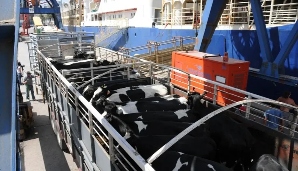 Estos ganados fueron adquiridos por un solo cliente