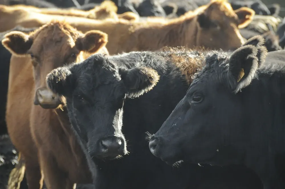 Récords por todos lados: faena, precio del ganado, precio de la carne exportada.