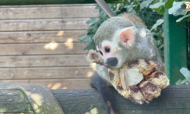 `Richter´, junto a su inseparable peluche en el zoo de Cantabria.