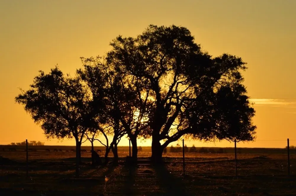 La economía uruguaya crecería por encima del 5% en promedio este año.