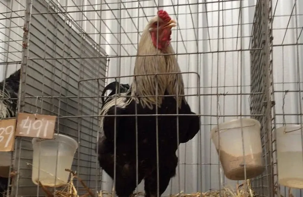 Las aves tuvieron su campeonato en la Expo Prado