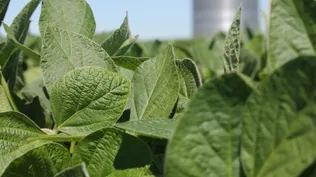 Prevén baja de precios de los alimentos a nivel mundial