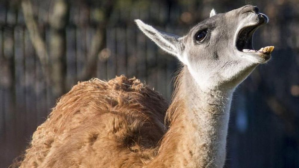 A muchos salvadoreños no les gusta que se los denomine guanacos por los símiles que algunos hacen con el animal.