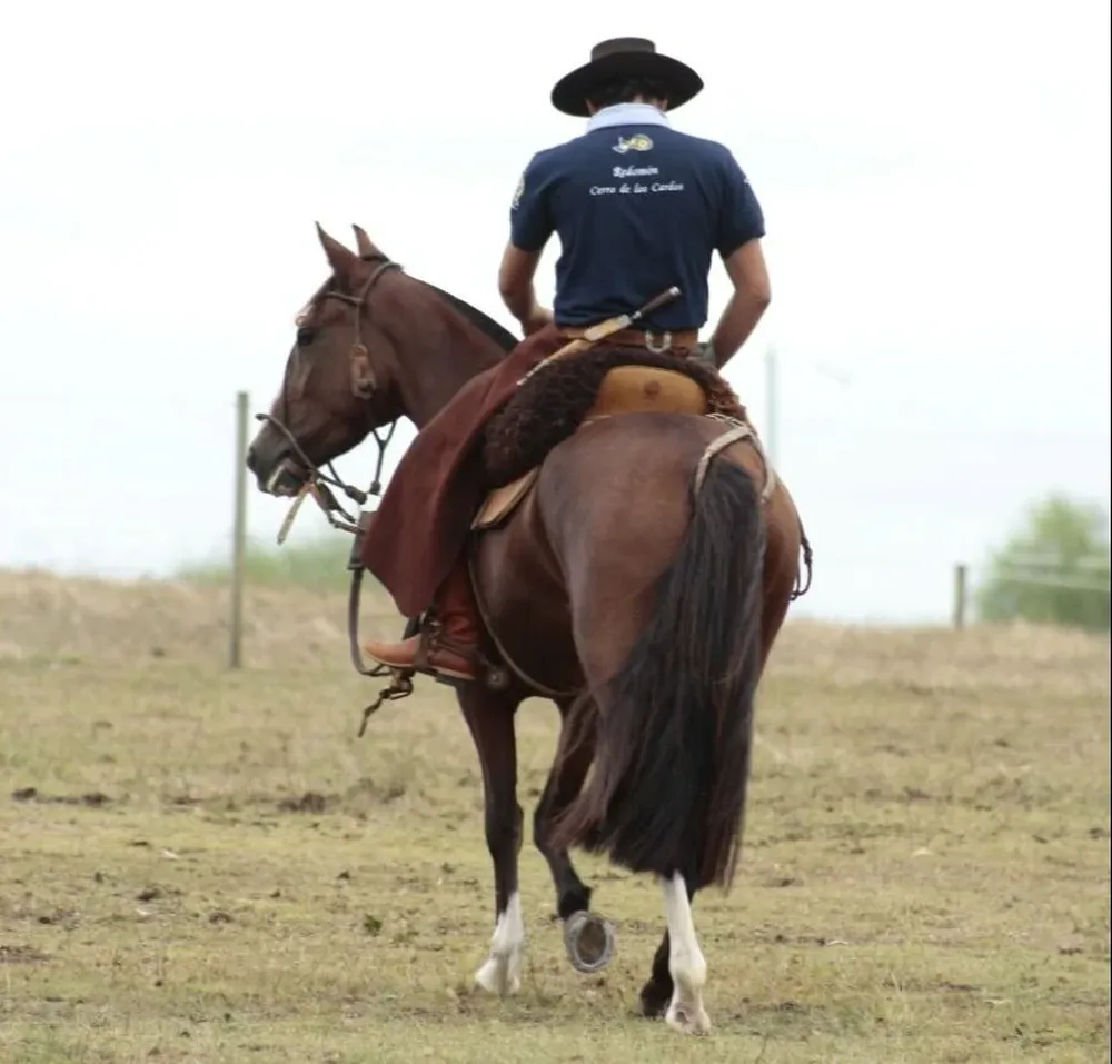 Zambrano & Cía rematará Criollos de forma virtual.