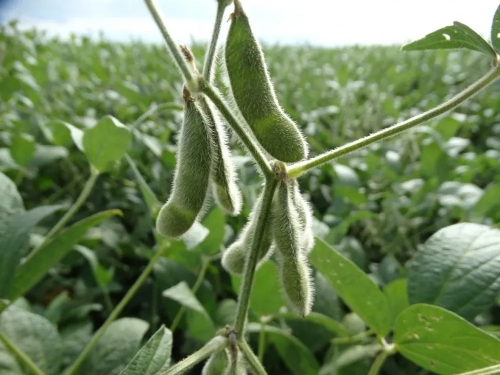 Darán a conocer los resultados definitivos de la campaña sojera 2016/2017