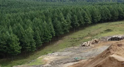 Weyerhaeuser vendió operaciones en Uruguay por US$ 402,5 millones