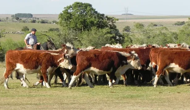 Federación Rural, integrante de Campo Unido, emitió un comunicado tras no haber respuesta a un planteo de prórroga de vencimientos de pagos al BPS.