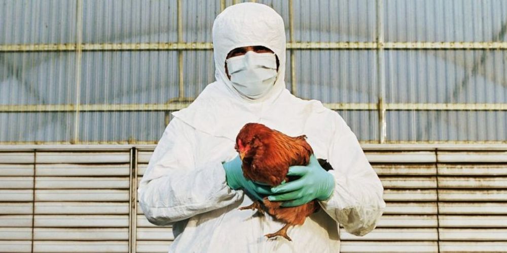 California decreta el estado de emergencia por el brote de Gripe Aviar H5N1